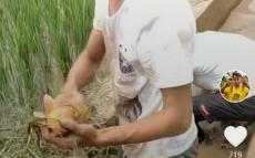 做农村短视频制作 农村大爷拍摸鱼教程，抽象视频火了，背后藏着啥秘密？